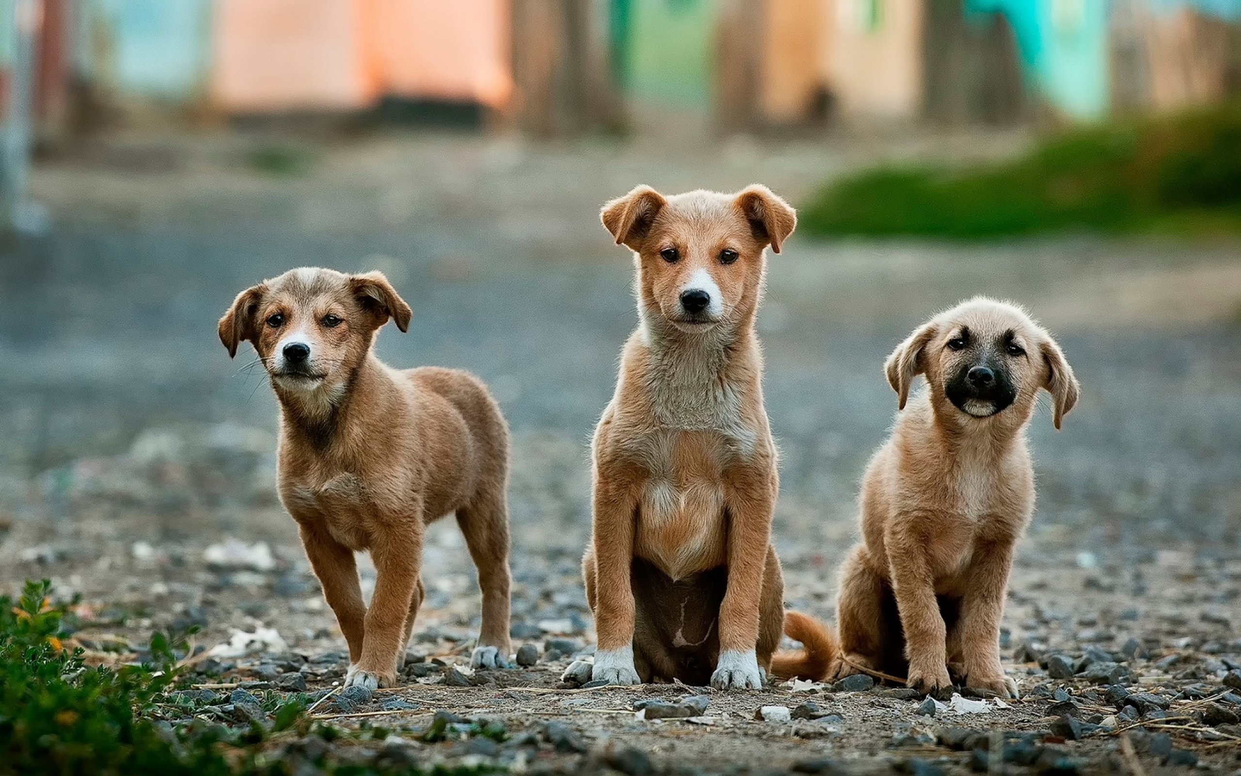 Rabies Vaccine Is Essential For Travellers