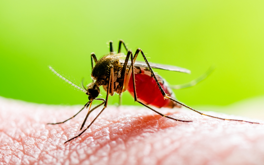 Is the Yellow Fever Vaccine Required for Your Trip? Here’s what you need to know.
