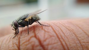 a fly perched on someone's hand, use insect repellent to prevent this