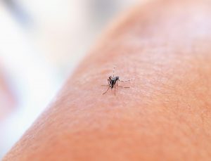 a mosquito about to bite someone, Don't forget bug spray to keep them away.